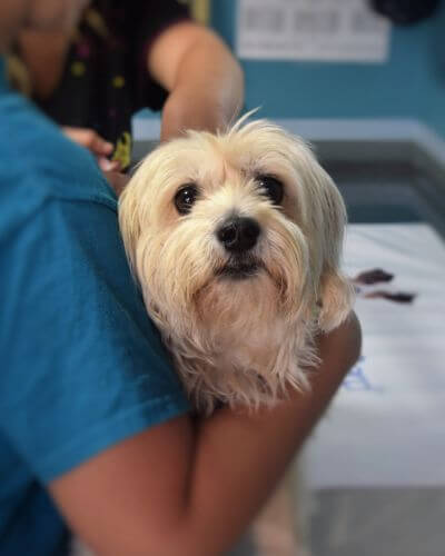 a veterinarian caring for a small white dog