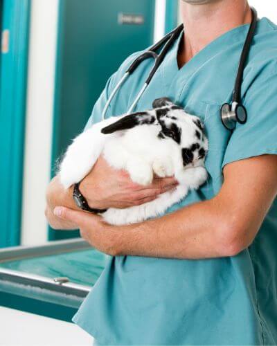 a veterinarian holding a rabbit