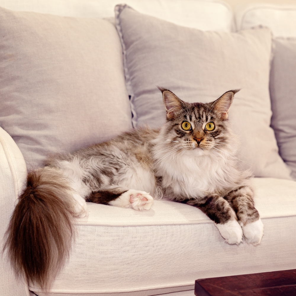  A persian cat is sitting on a sofa