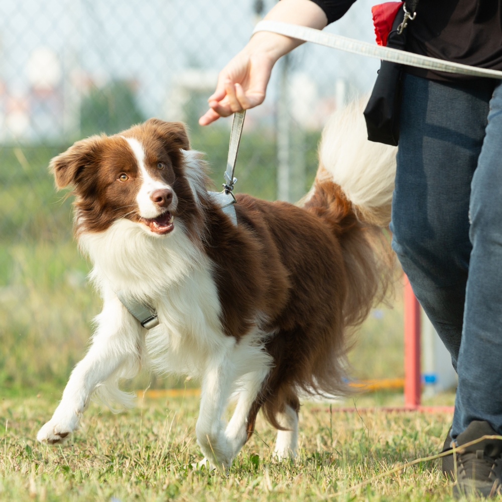 A dog is playing with a women A dog is playing with a women