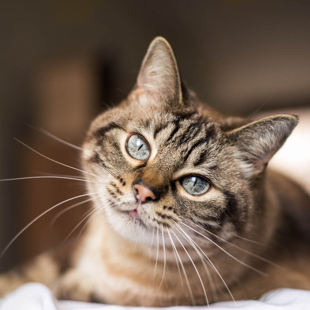 A cat with a blue eyes