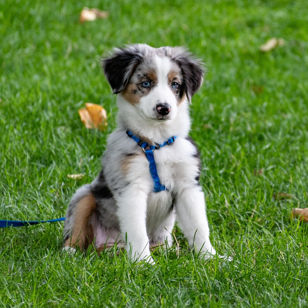 A puppy is sitting in the grass