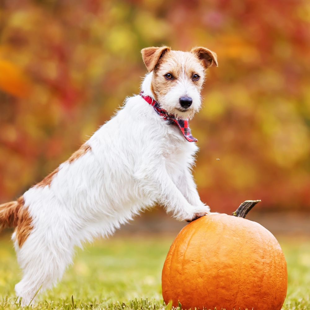  A puppy is playing in a ground