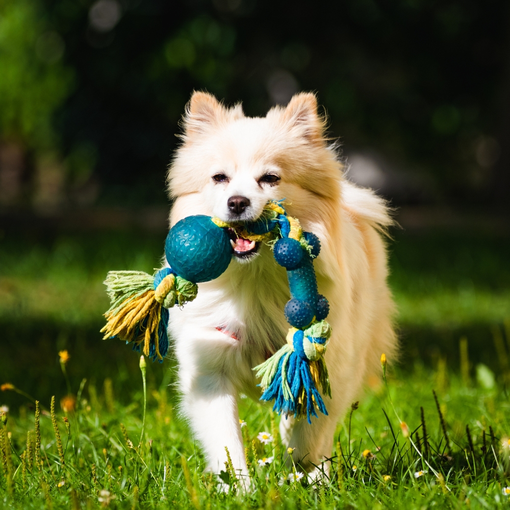  A dog is running in a ground