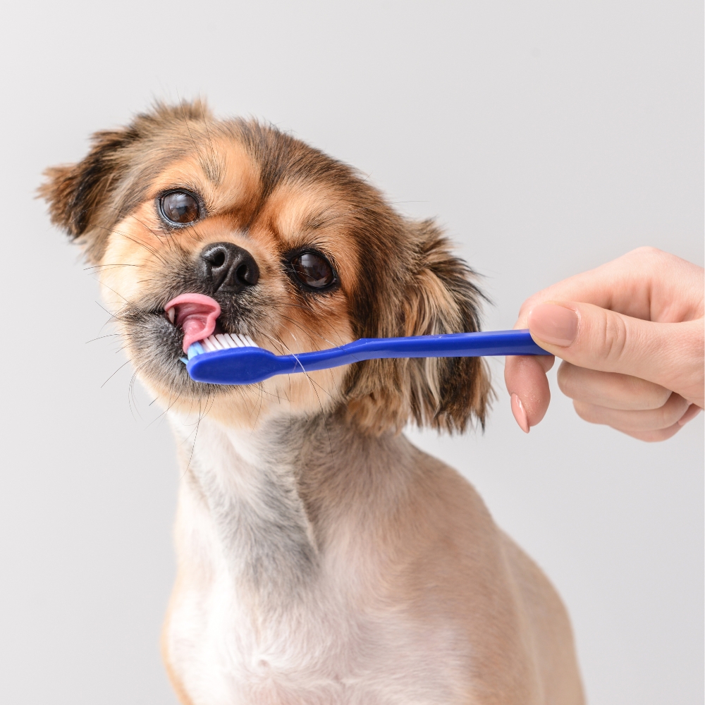 A small dog is being gently brushed with a blue toothbrush A small dog is being gently brushed with a blue toothbrush