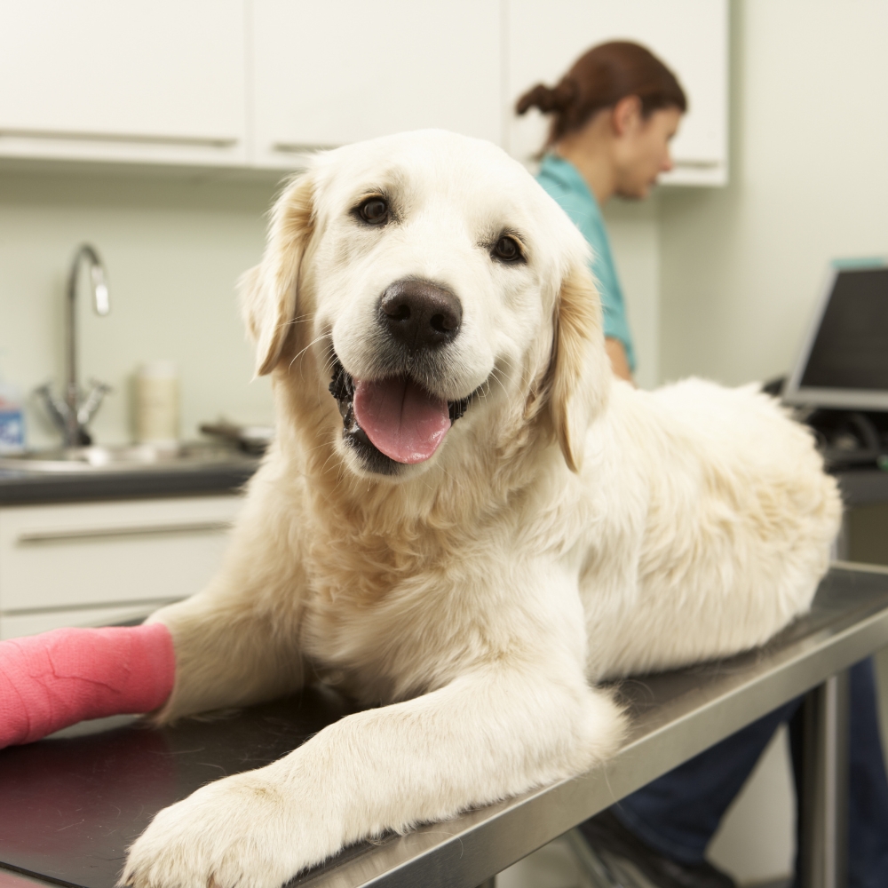A dog is sitting on a table A dog is sitting on a table
