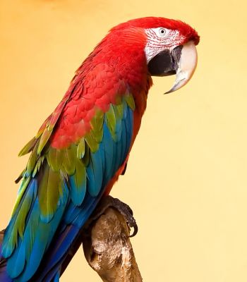 parrot sitting on wooden branch