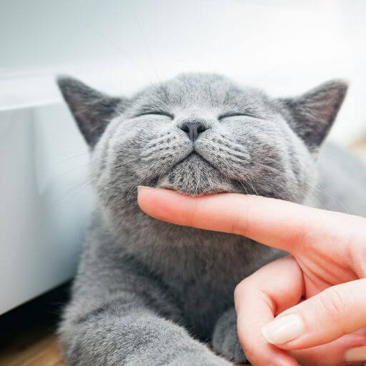  veterinarian petting a grey cat