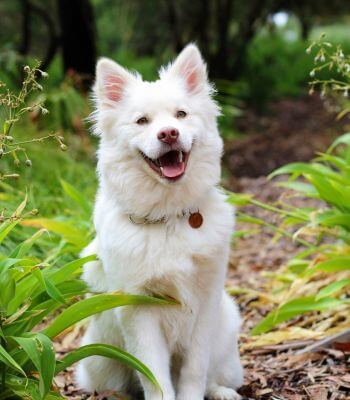 white dog sitting