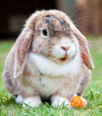 small rabbit at the park