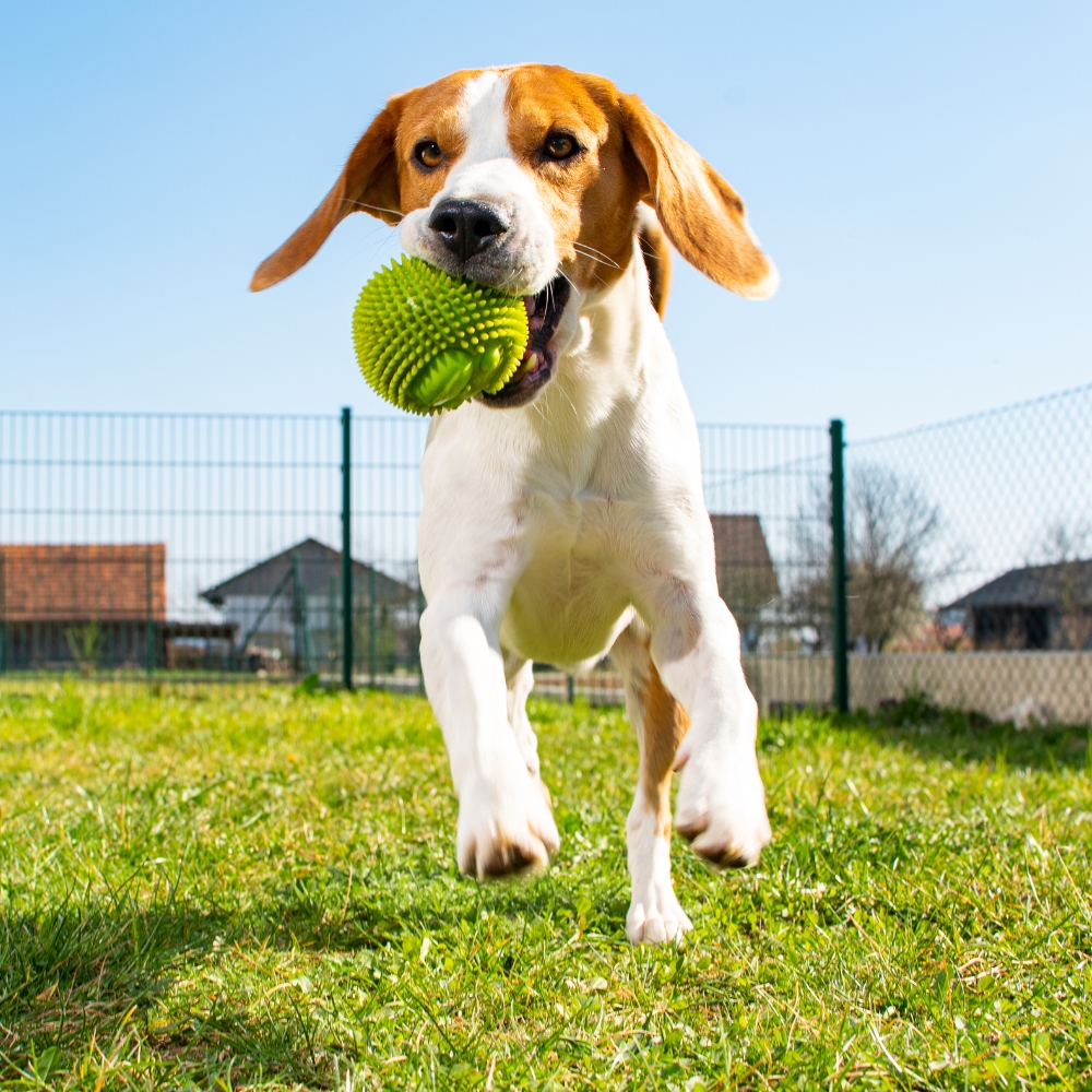 A dog is playing with a ball in a ground