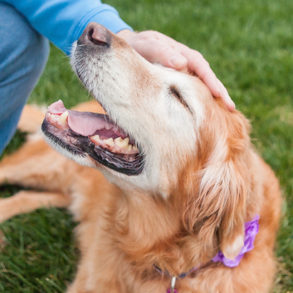 The man is petting the dog