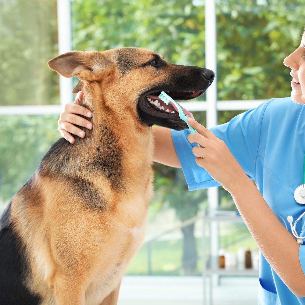 The woman is brushing the dog's teeth