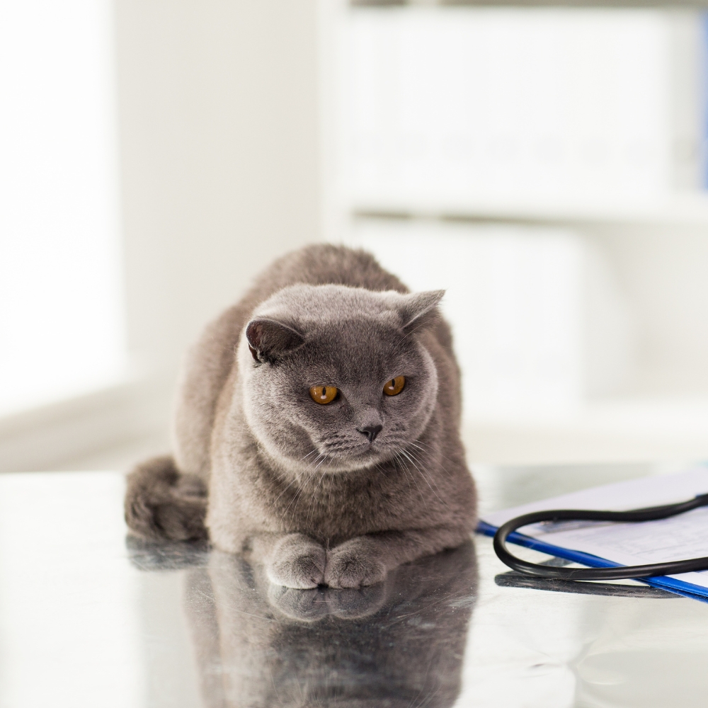 A cat is sitting on a table