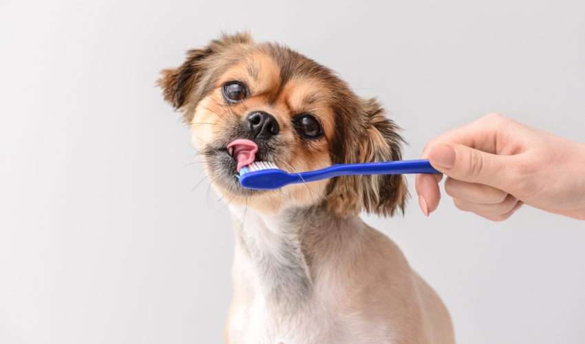 service3 A small dog is being gently brushed with a blue toothbrush
