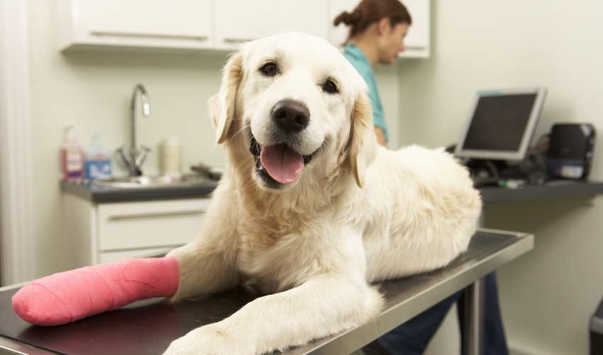service6 A dog is sitting on a table