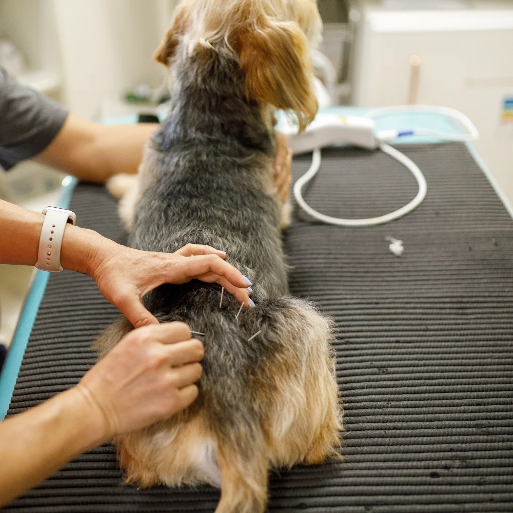 A woman inspects a dog A woman inspects a dog