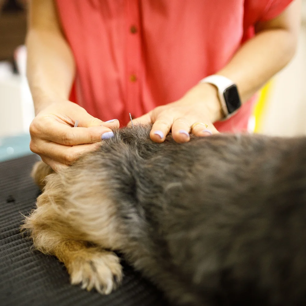 A small dog receiving acupuncture treatment with a practitioner inserting needles into its back.