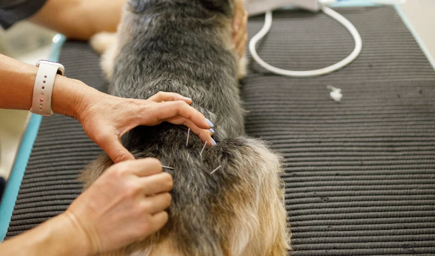 Pet-Acupuncture_Services-Page A woman inspects a dog