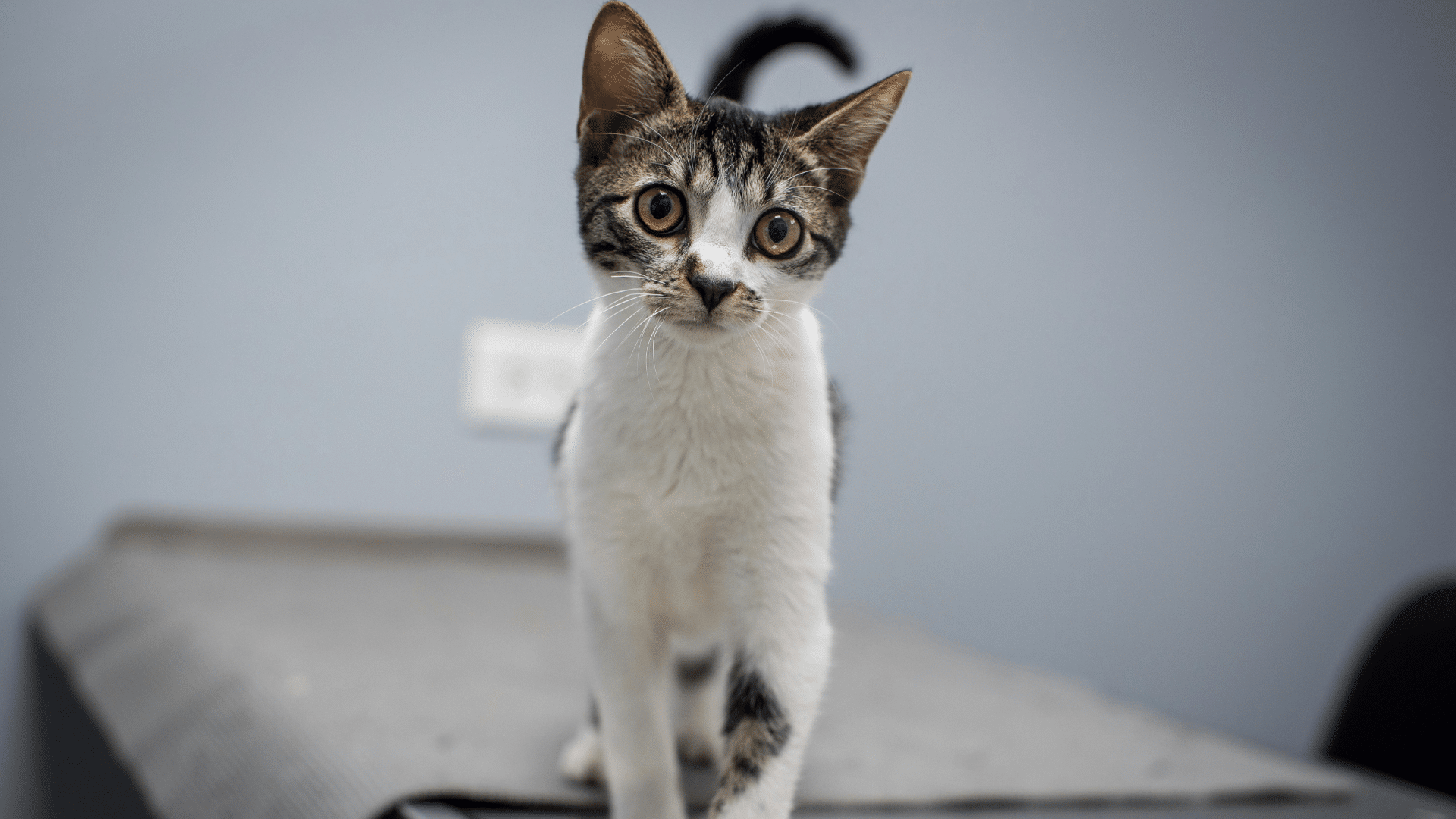 A dog is running in a ground